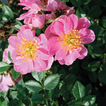 Visuel 1 du produit Rosier Tapissant - Le pot de 9 x 9 cm