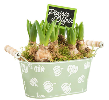 Visuel 1 du produit Jacinthe x 5 jardinette zinc décor courges - Ø 20 cm