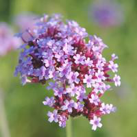 Visuel 1 du produit Verbena Bonariensis - Le pot de 1 litre