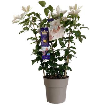 Visuel 1 du produit Clématite variée Raymond Evison - en pot de 3 L