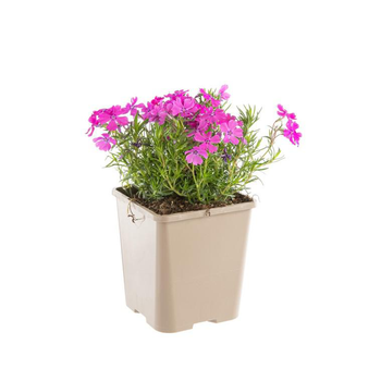 Visuel 2 du produit Phlox En Coussin Rose - Le pot de 9 x 9 cm