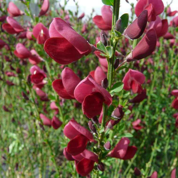 Visuel 1 du produit Genêt Boskoop Ruby (Cytisus) rouge. Le pot de 3 litres
