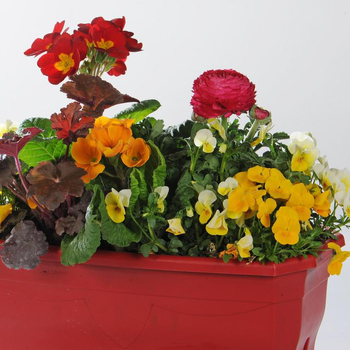 Visuel 1 du produit Jardinière variée. La jardinière en zinc de 25 cm