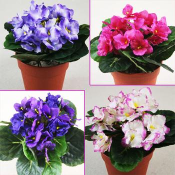 Visuel 1 du produit Ficus Natasha. Le pot de Ø 6 cm