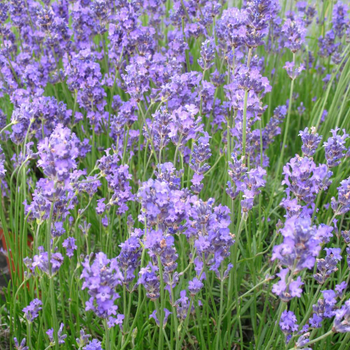 Visuel 1 du produit Lavande Angustifolia Grosso coloris bleu – 3 L