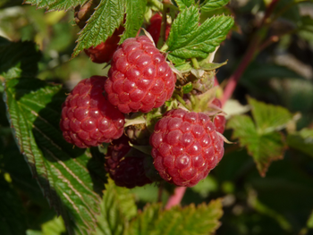 Visuel 1 du produit Framboisier ® 'Autumn First'. Le pot de 5 litres