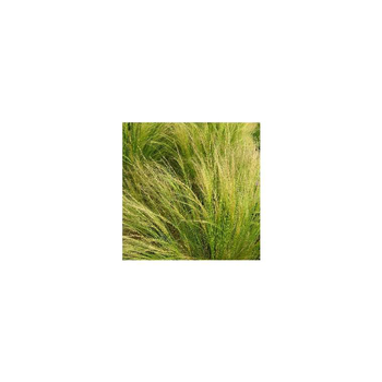 Visuel 1 du produit Stipa cheveux d'anges - Le pot de 2 litres
