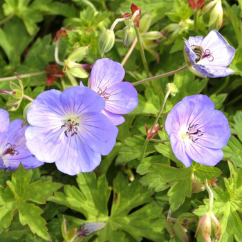 Visuel 1 du produit Géranium vivace rozanne gerwat bleu en pot de 2 L