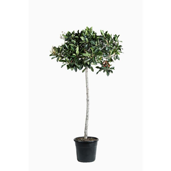 Visuel 1 du produit Eriobotrya Japonica. Le pot de 15 litres