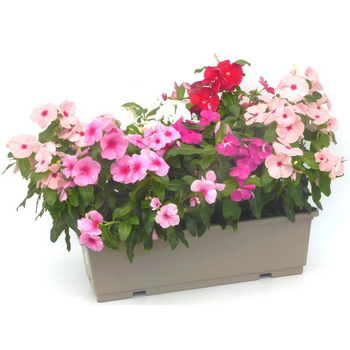 Visuel 1 du produit Pervenche de Madagascar - La jardinière de 40 cm