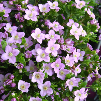 Visuel 1 du produit Boronia Crenulata - Le pot de 2,5 litres