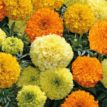 Visuel 1 du produit Rose d'inde - La barquette de 4 plants