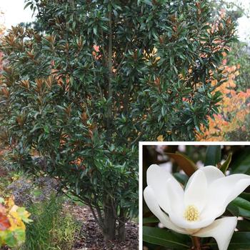 Visuel 1 du produit Magnolia Grandiflora Alta blanc en pot de 8 L