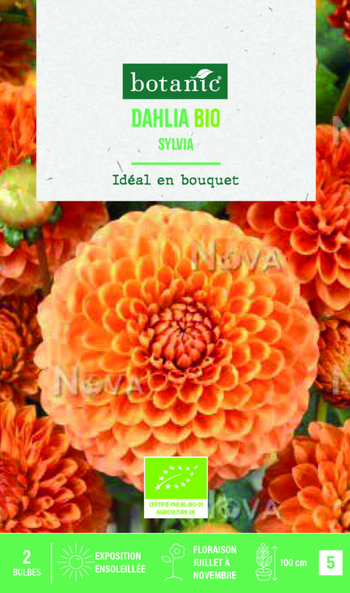 Visuel 1 du produit Bulbes de fleurs Dahlia balle Sylvia bio botanic® - 2 bulbes