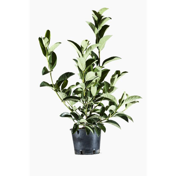 Visuel 1 du produit Viburnum Lucidum (Viorne Lucidum) en pot de 3 L vert