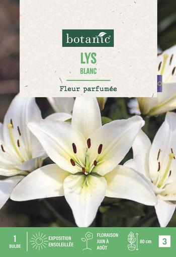 Visuel 1 du produit Lys az blanc X1