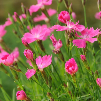 Visuel 1 du produit Œillet nain kahori rose en pot de 2 L