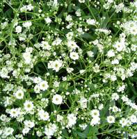 Visuel 1 du produit Gypsophile voile de mariée. Le pot de 12 cm