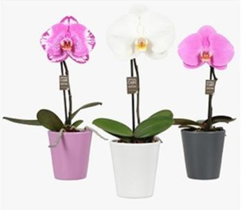 Visuel 1 du produit Orchidée Phalaénopsis Singolo botanic® et cache pot. Le pot de Ø 9 cm