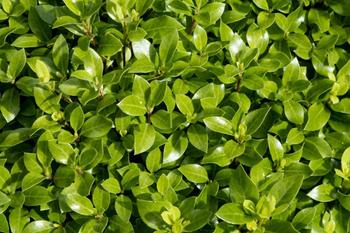 Visuel 1 du produit Pittosporum tenuifolium Beach Ball Trew01. Le pot de 3,5 litres