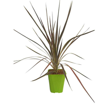 Visuel 1 du produit Cordyline Electric Flash en pot de 4 litres