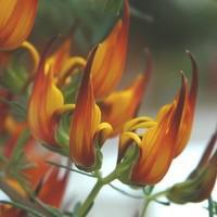 Visuel 1 du produit Lotus - La suspension diam 27 cm