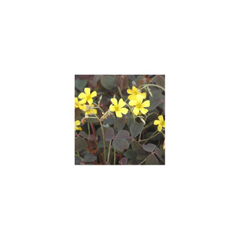 Visuel 1 du produit Oxalis vulcanicola - Le pot de 9 x 9 cm