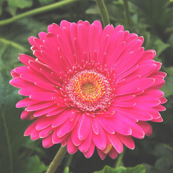 Visuel 1 du produit Gerbéra - La coupe de 27cm