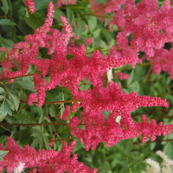 Visuel 1 du produit Astilbe etna rouge en pot de 2 L