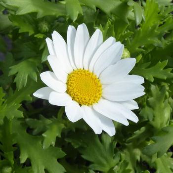 Visuel 1 du produit Chrysanthemum Paludosum - Le pot de 13 cm
