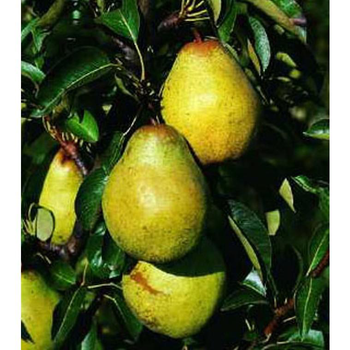 Visuel 1 du produit Poirier Nain Fruit Me® Pear Me Williams. La jardinière de 30 litres