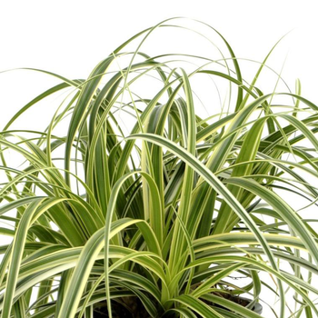 Visuel 1 du produit Carex Feather Falls - Le pot de 2 litres