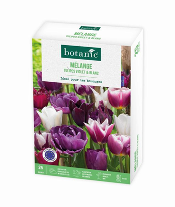 Visuel 1 du produit Tulipe violet & white en mélange botanic® - 25 bulbes