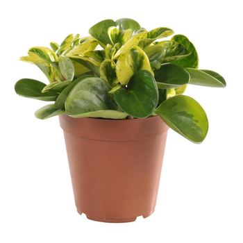 Visuel 1 du produit Peperomia obtusifolia panaché 25 cm. Le pot de 15 cm