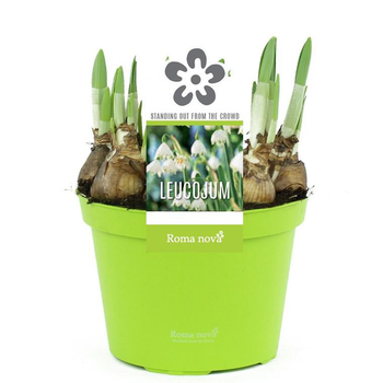 Visuel 1 du produit Nivéole d'été - Le pot de 1 litre