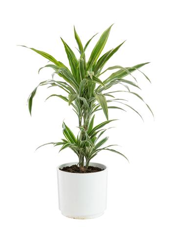 Visuel 1 du produit Dracaena Warnekei 2 pieds botanic®. Le pot de Ø 21 cm