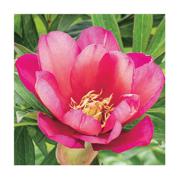 Visuel 1 du produit Pivoine Julia Rose - Le pot de 5 litres