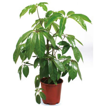 Visuel 1 du produit Schefflera Amate – Pot de 17/19 cm