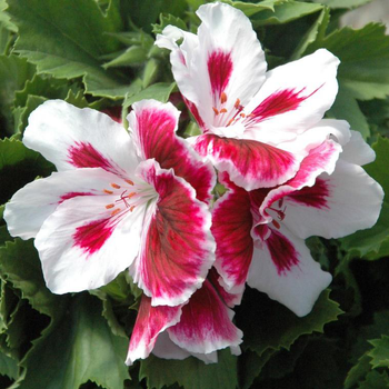 Visuel 1 du produit Pélargonium à grandes fleurs - Le pot de Ø 15 cm
