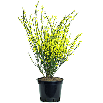 Visuel 1 du produit CYTISUS SCOPARIUS VARIE
