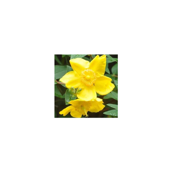 Visuel 1 du produit Hypericum Calycinum - La barquette de 6 plants
