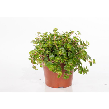 Visuel 1 du produit Sedum makinoii tornado en pot Ø 12 cm