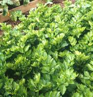 Visuel 1 du produit Celeri Rave Bio. La barquette de 3 plants