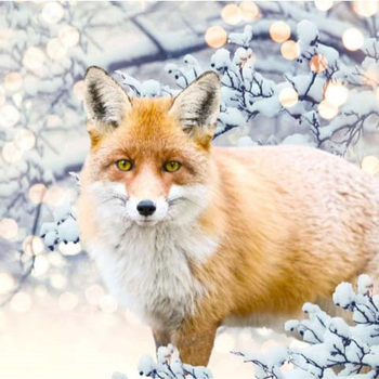 Visuel 1 du produit Tableau renard coloris orange impression digitale en toile - 80 x 80 cm