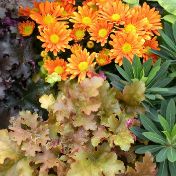 Visuel 1 du produit Mélange automnal - Le pack de 6 plants