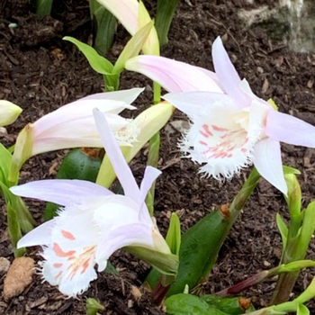 Visuel 1 du produit Orchidée vivace Pléione - Le pot de Ø 10,5 cm