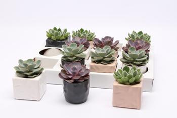 Visuel 1 du produit Echeveria avec cache-pot. Le pot en céramique de Ø 6 x H 10 cm