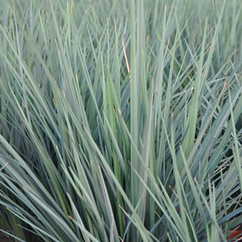 Visuel 1 du produit Dianella Revoluta Coolvista . Le pot de 4 litres