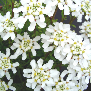 Visuel 1 du produit Iberis Sempervirens - Le pot de 1 litre