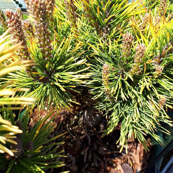 Visuel 1 du produit Pin de montagne (Pinus Mugo) Wintergold 40 cm. Le pot de 10 litres